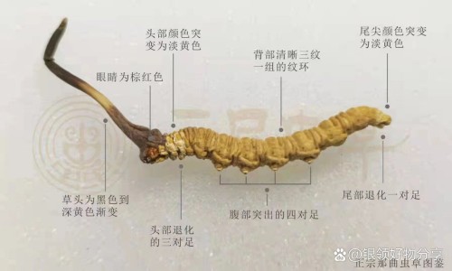 奥美拉唑肠溶液胶囊功效-奥美拉唑碳酸胶囊价格-专业奥美拉唑溶肠胶囊平台-奥美拉唑肠溶胶囊使用说明